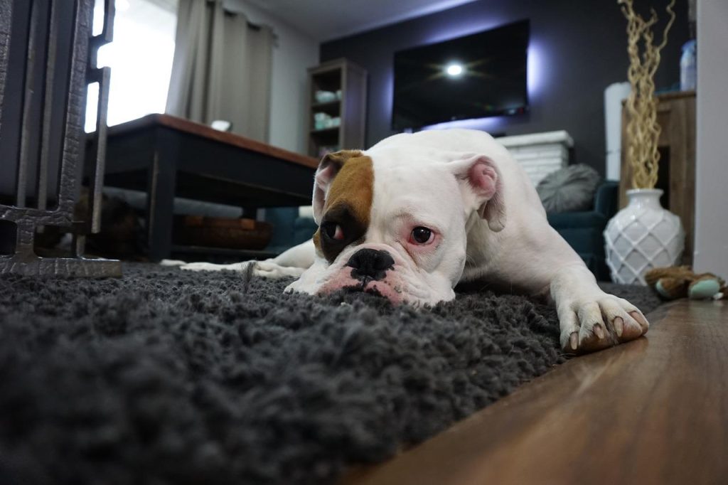 Stylisch zwart vloerkleed in een moderne woonkamer met contrast tegen lichte meubels